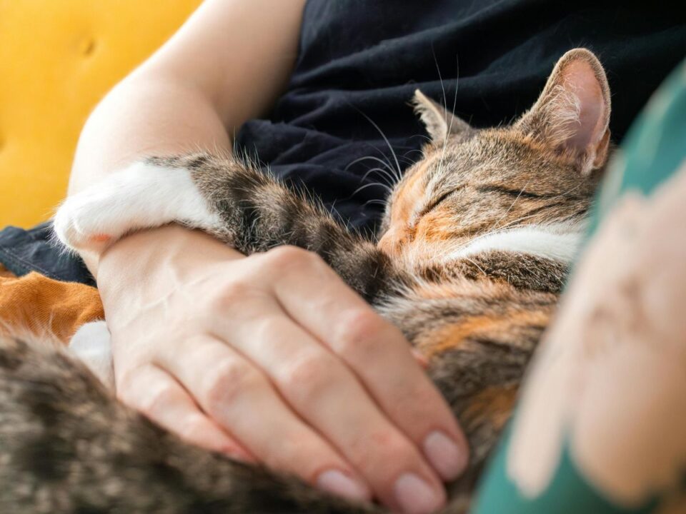 macska-bujas-jelzes - Nők Lapja Cirmos macska alszik gazdája karjában, egyik mancsával átöleli a nő kezét. A meghitt közelség erős kötődést és biztonságérzetet sugall.