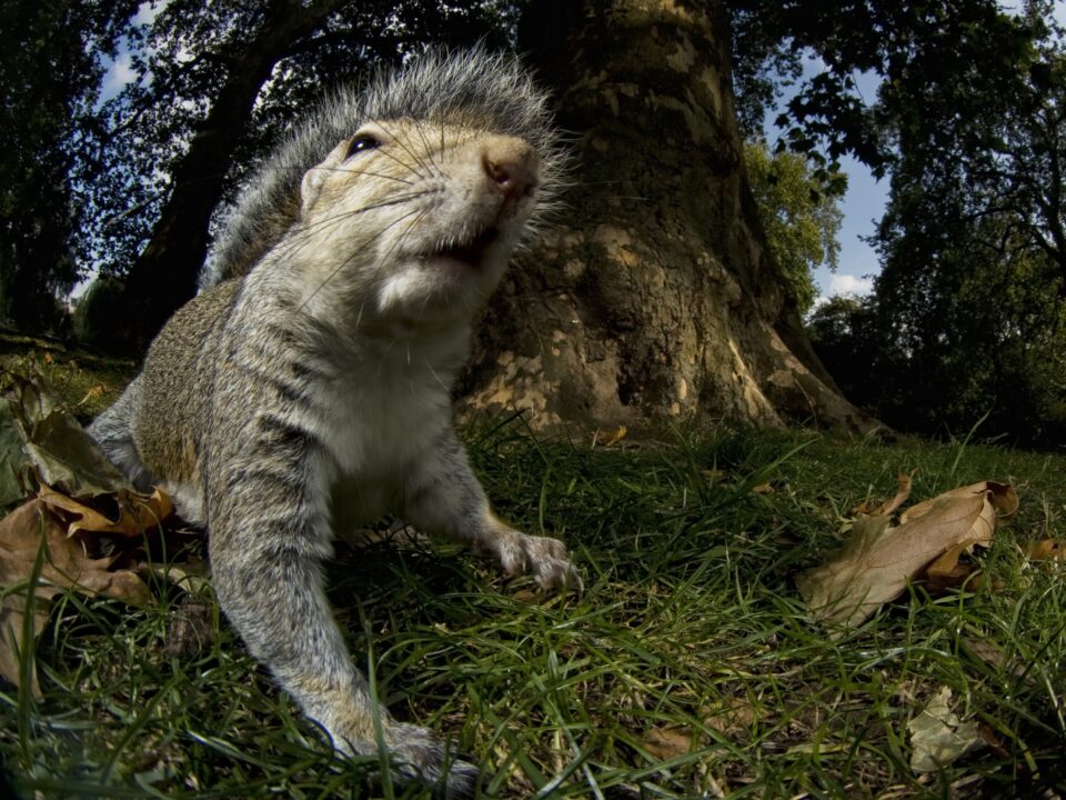Fish eye close up of squirrel in park - Nők Lapja vad-london-premier-attenborough