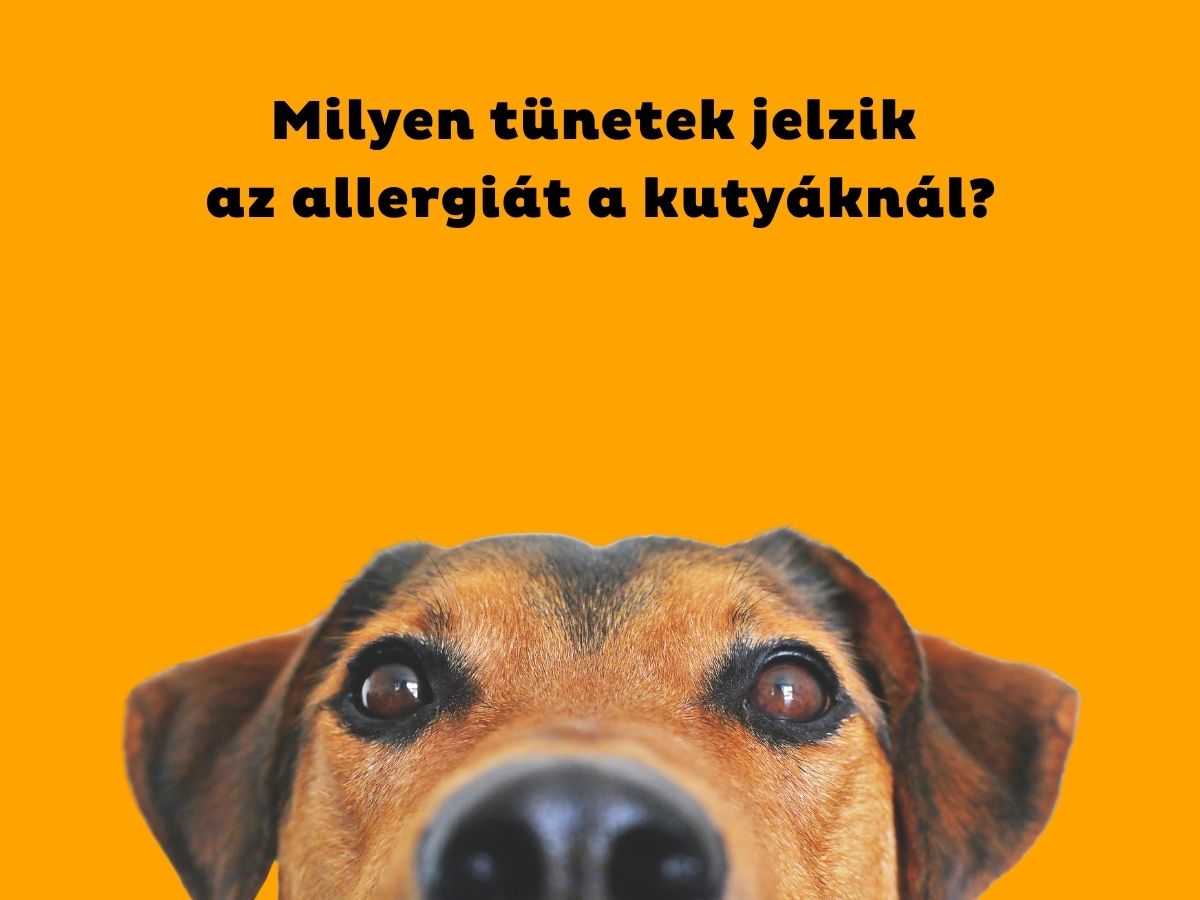 Narancsszínű háttér, barna kutya feje teteje a kép alján az orrától látszik