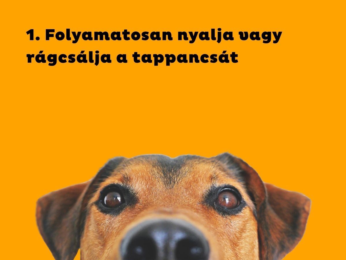 1. Folyamatosan nyalja vagy rágcsálja a tappancsát - Nők Lapja Narancsszínű háttér, barna kutya feje teteje a kép alján az orrától látszik