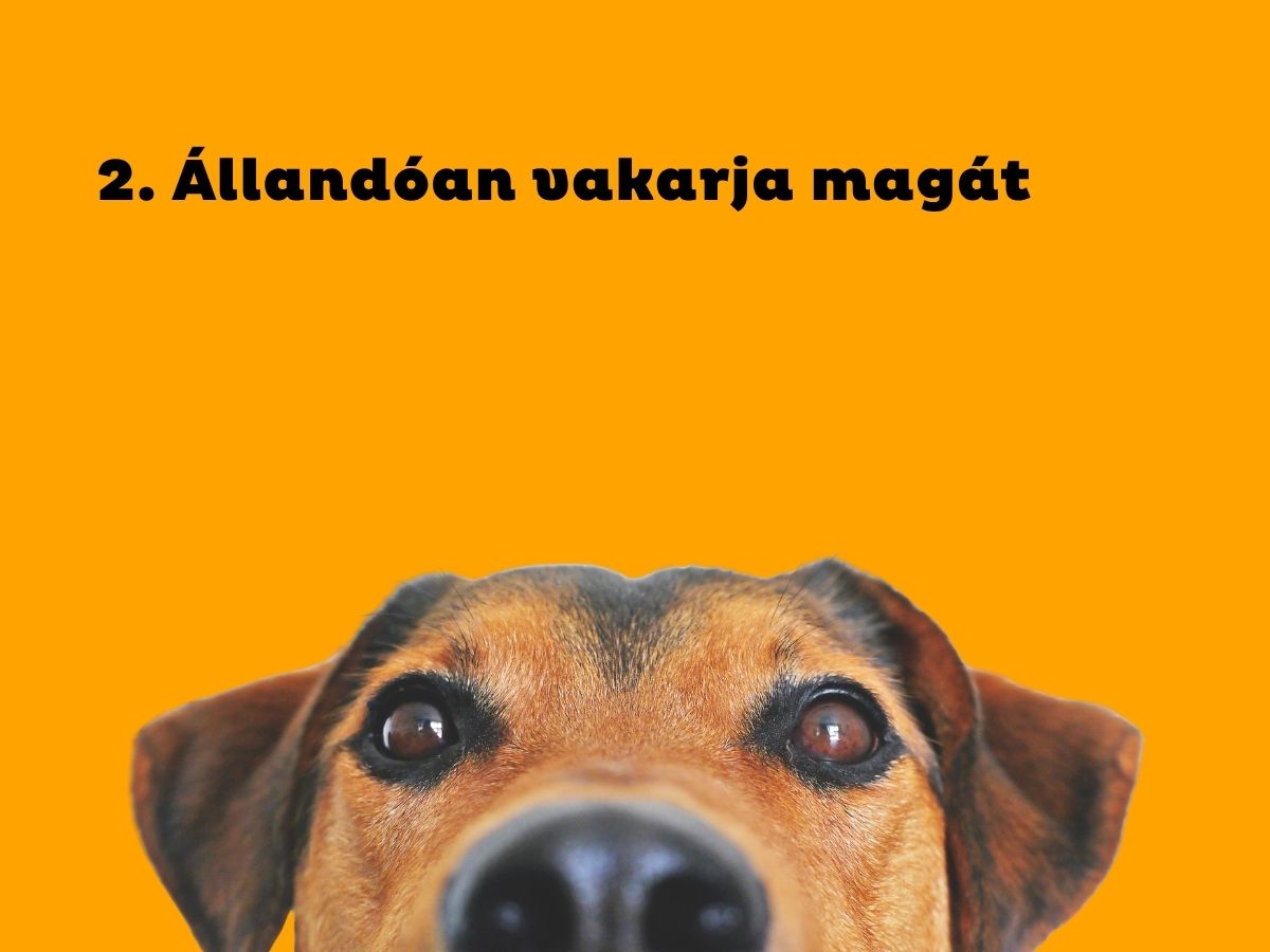 2. Állandóan vakarja magát - Nők Lapja Narancsszínű háttér, barna kutya feje teteje a kép alján az orrától látszik