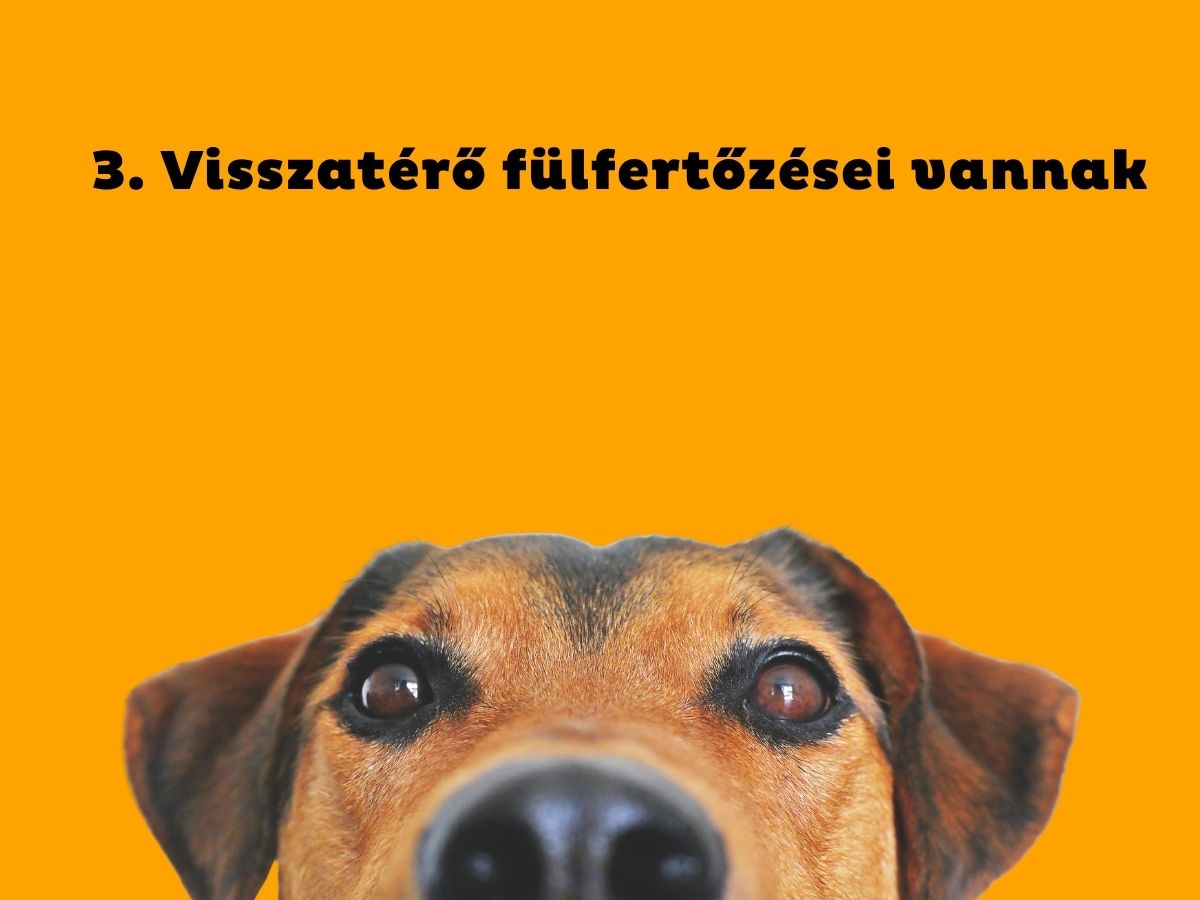 3. Visszatérő fülfertőzései vannak - Nők Lapja Narancsszínű háttér, barna kutya feje teteje a kép alján az orrától látszik