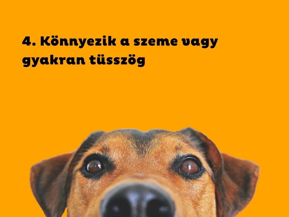 4. Könnyezik a szeme vagy gyakran tüsszög - Nők Lapja Narancsszínű háttér, barna kutya feje teteje a kép alján az orrától látszik