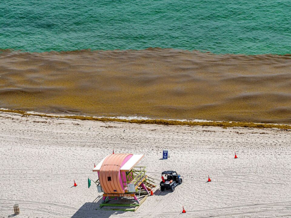 sargassum-invázió Florida partjainál
