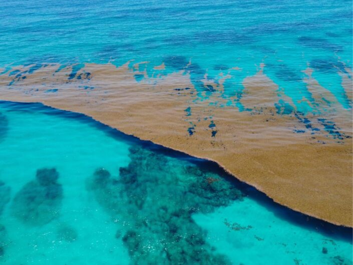 Légifelvétel a barna sargassum moszatról, amely az óceán felszínén sodródik a Karib-térségben.
