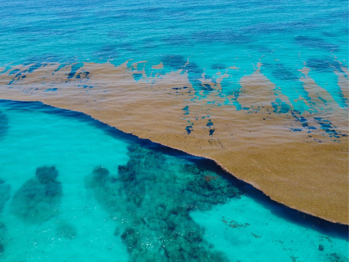Légifelvétel a barna sargassum moszatról, amely az óceán felszínén sodródik a Karib-térségben.