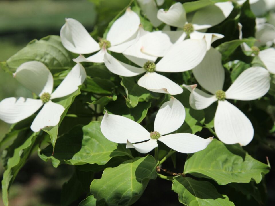 borbas-marcsi-kert-som-gondozasa - Nők Lapja csillagsom virága, Cornus kousa