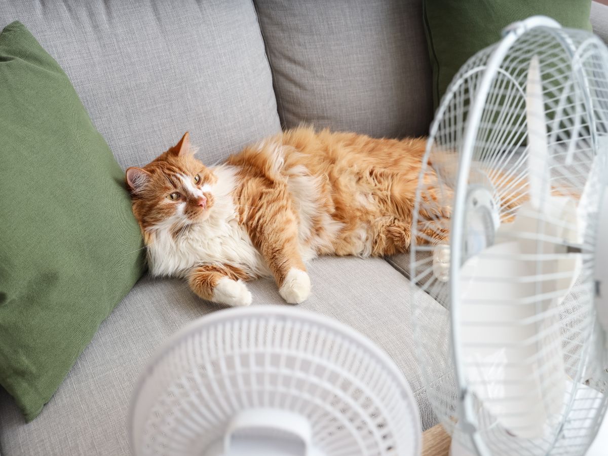 macska hűsöl a kanapén előtte két ventilátor