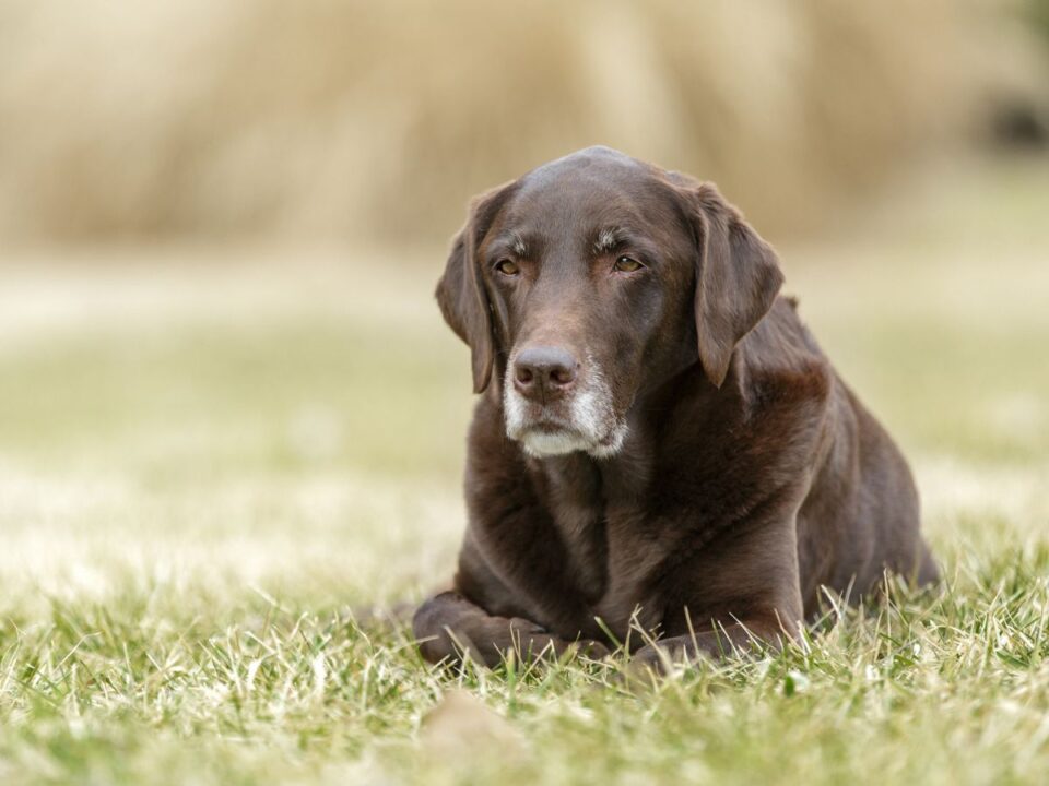 kutya-demencia-jelei - Nők Lapja idősödő csoki labrador ül a fűben