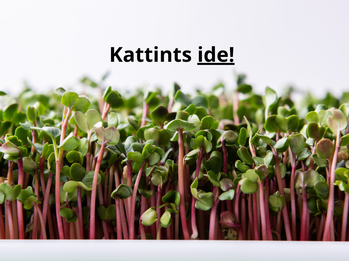 szuperfood otthon konyhakert