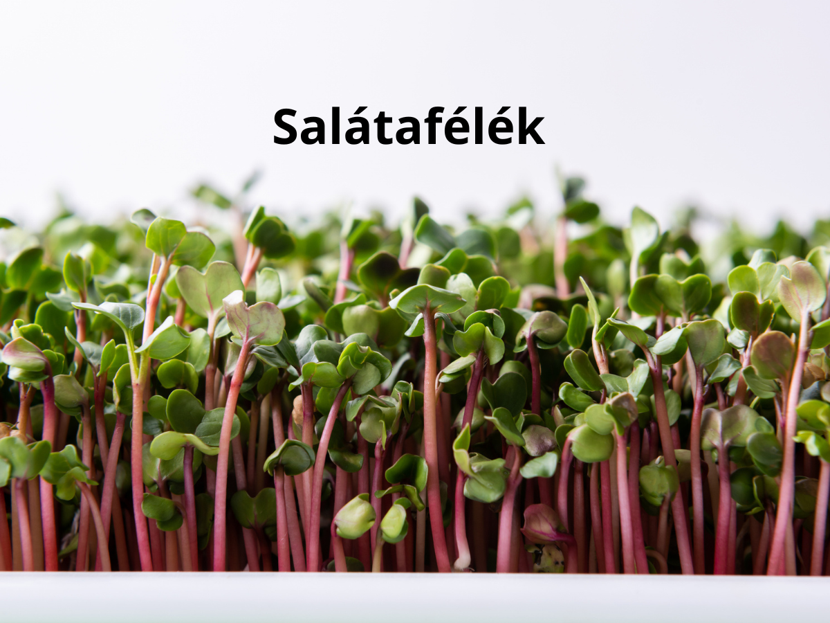 szuperfood-otthon-konyhakert - Nők Lapja szuperfood otthon konyhakert