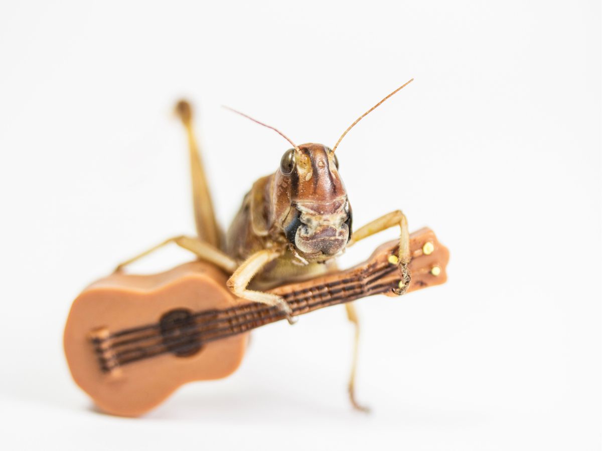 házi tücsök gitárral