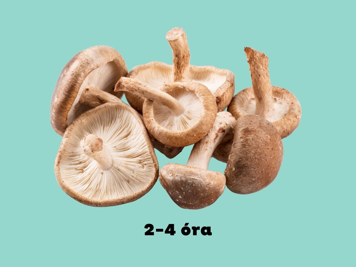4. Gombák - Nők Lapja Kék háttér, gombák