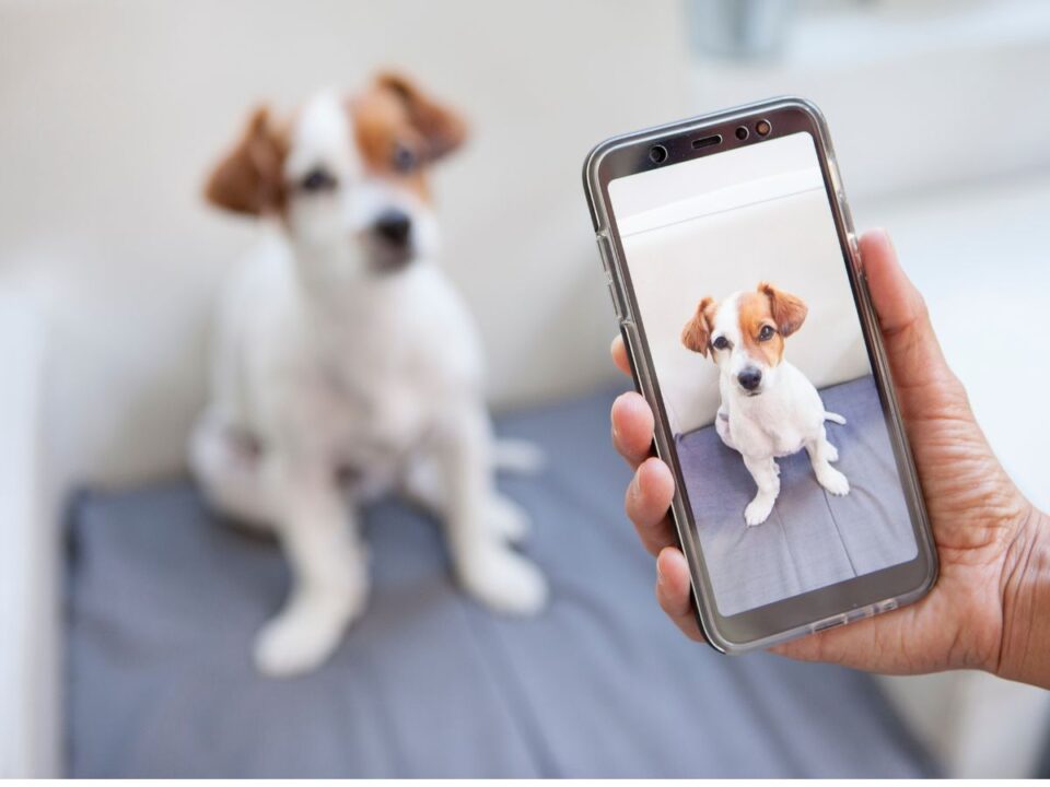 Valaki egy kutyáról készült fotót néz az okostelefonján, miközben a kiskutya a háttérben ül. A telefon kijelzőjén ugyanaz a kutya látható élesen.