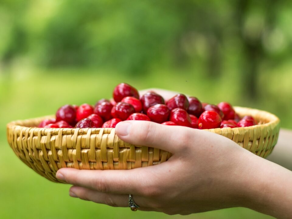 este-meggyle-alvasra - Nők Lapja Két kéz fonott kosárban frissen szedett, fényes piros meggyet tart a szabadban, elmosódott zöld kerti háttér előtt.