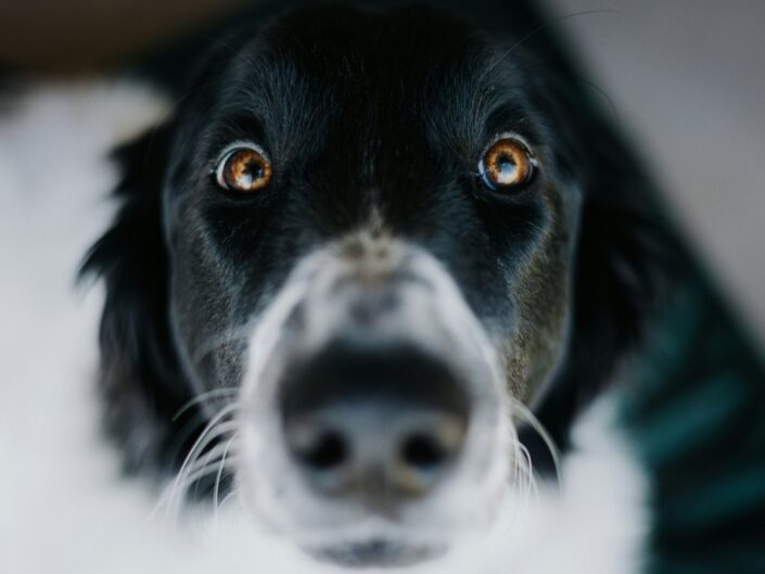 Fekete-fehér border collie közelről néz a kamerába