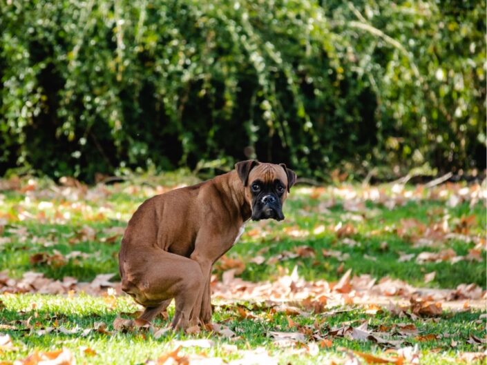 Boxer kakilás közben kamerába néz