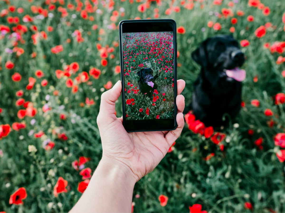 Kézben tartott mobiltelefonnal fényképeznek egy fekete kutyát a piros pipacsokkal borított mezőn.