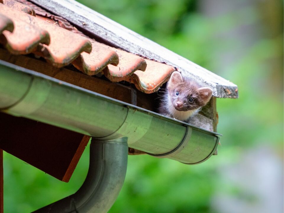 nyest-ellen - Nők Lapja nyest az ereszben