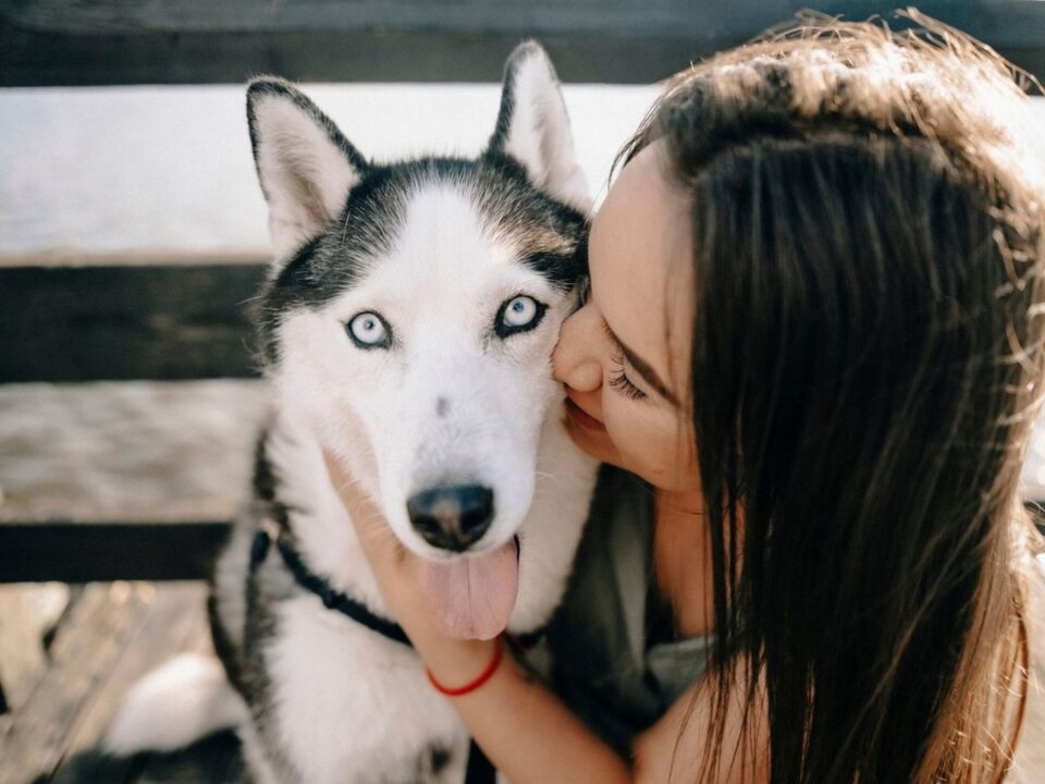 10-legrovidebb-eletu-kutyafajta-2 - Nők Lapja szibériai husky