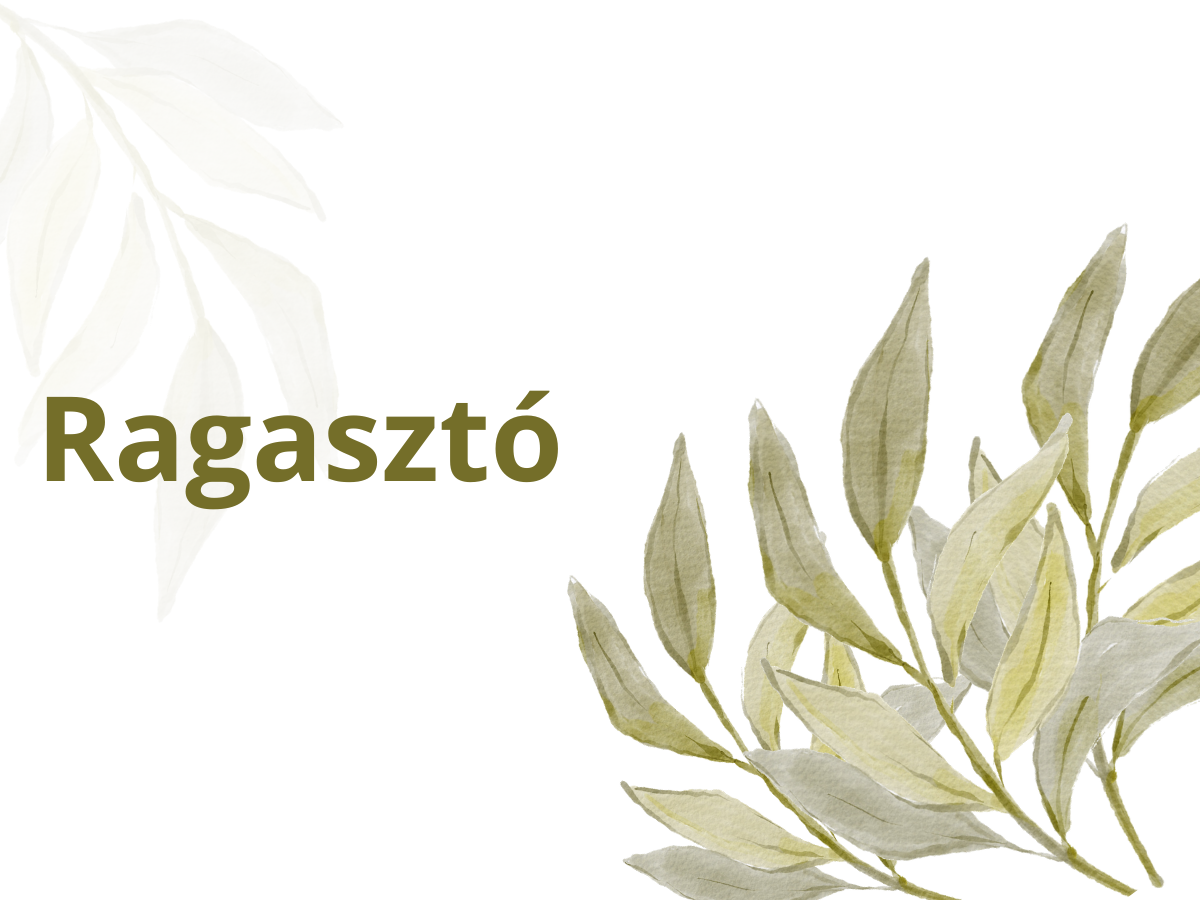 olivaolaj-haztartas - Nők Lapja olívaolaj háztartás