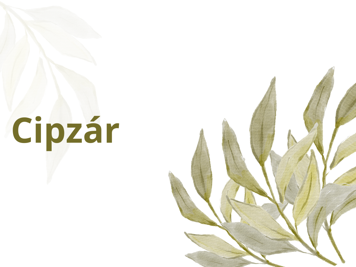 olivaolaj-haztartas - Nők Lapja olívaolaj háztartás