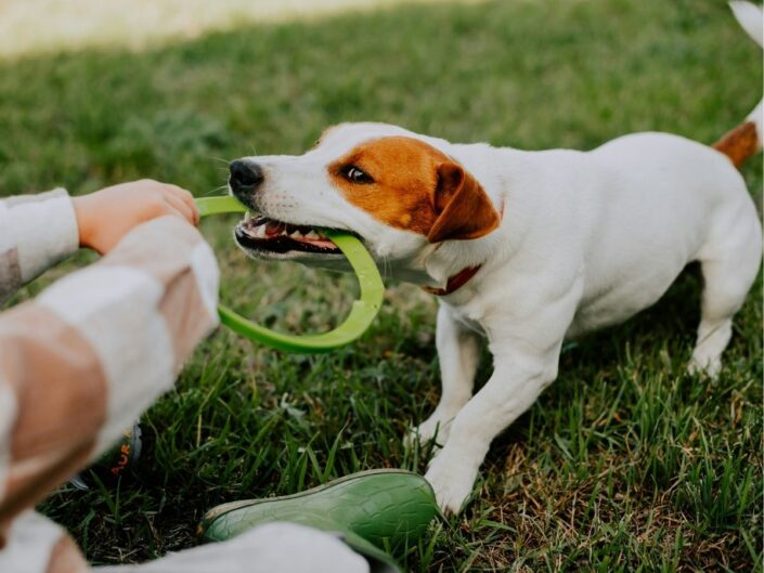 Jack Russel terrier kutya zöld gumi karikával huzizósat játszik