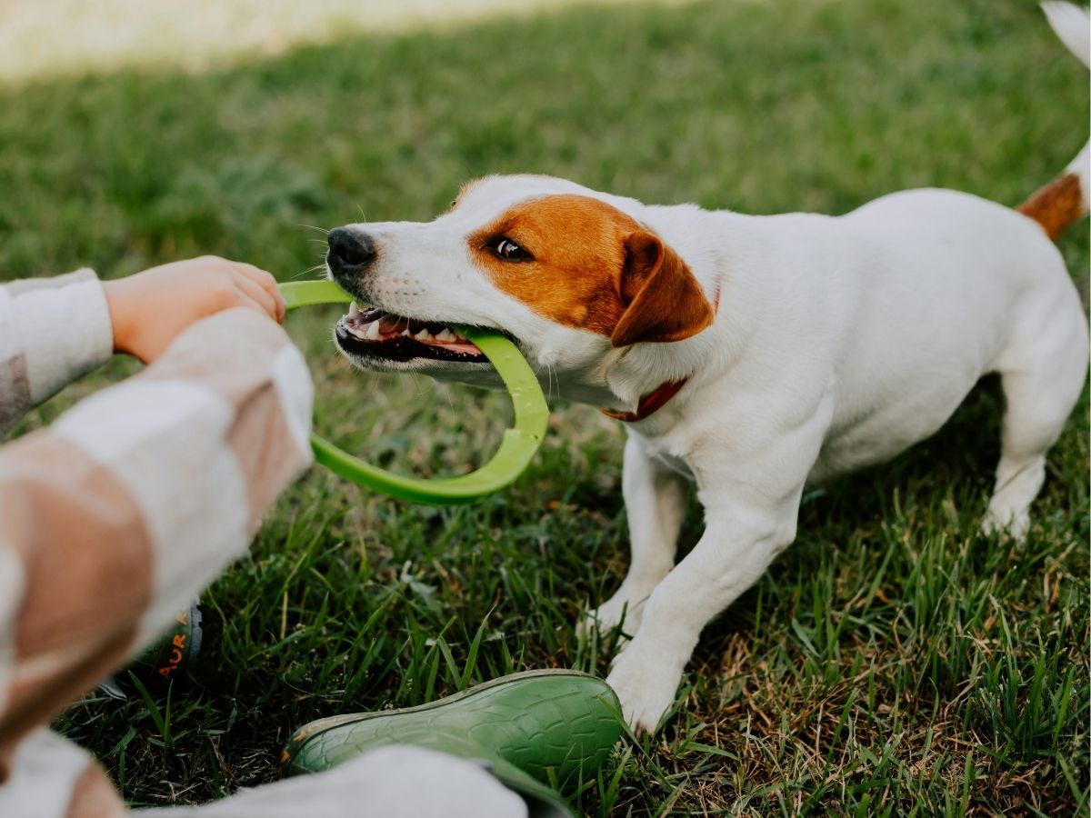 Jack Russel terrier kutya zöld gumi karikával huzizósat játszik