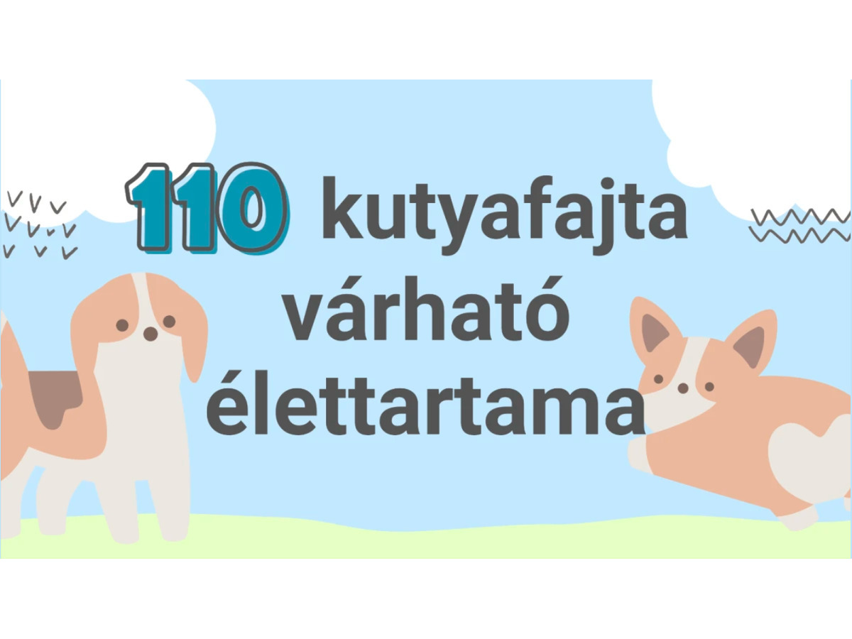 Kutyafajták várható élettartama