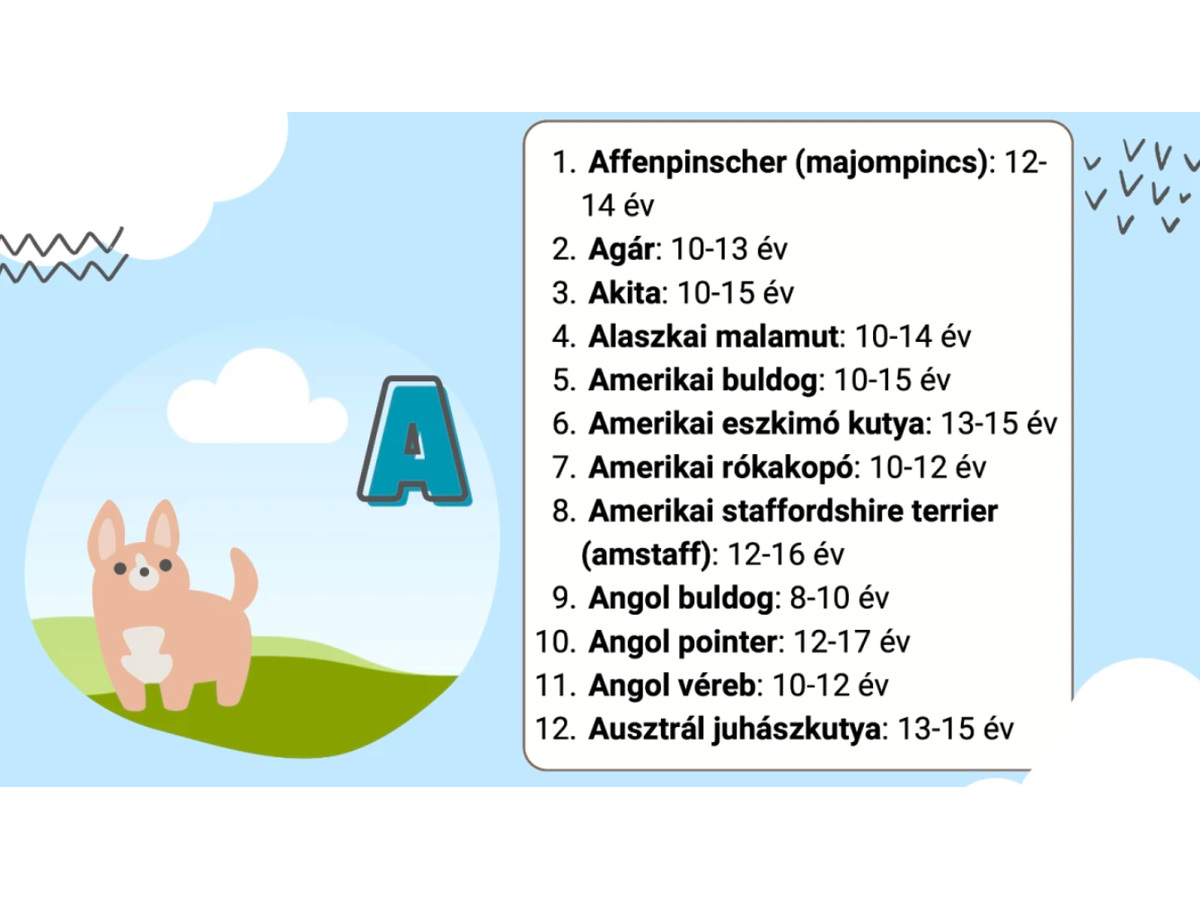kutyafajtak-varhato-elettartama - Nők Lapja