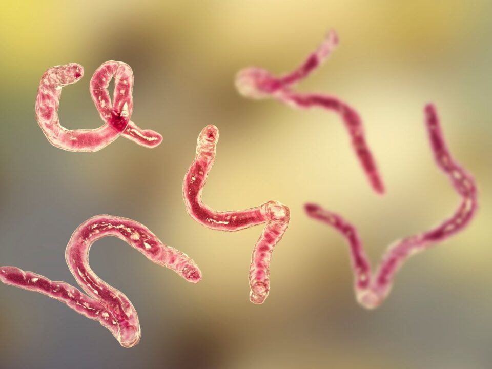 parazitak-borbetegseg-nyaralas - Nők Lapja horogféreg lárvája