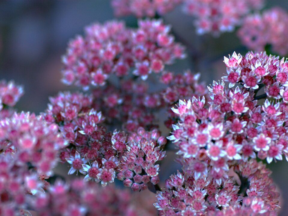 sedum - Nők Lapja augusztusi-evelok