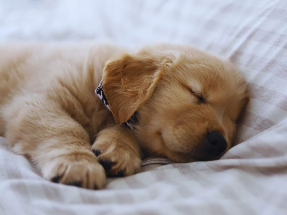 Golden retriever kölyök párnán