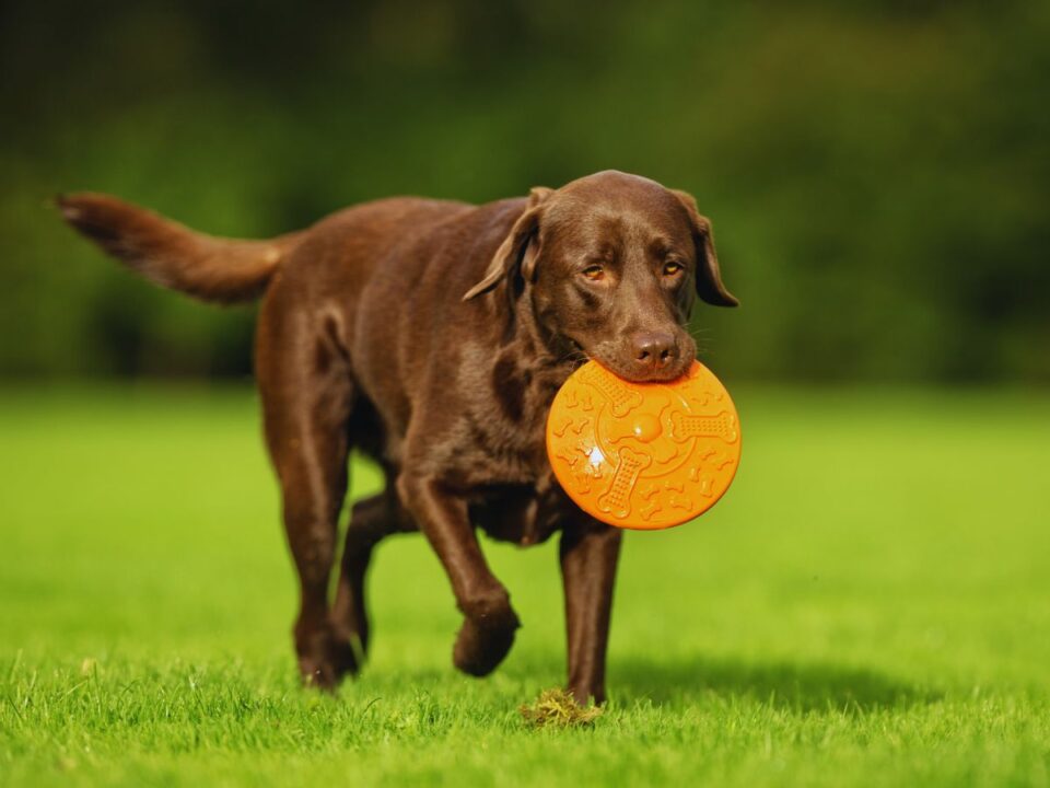 Labrador retriever kutya szájában játékkal közelít
