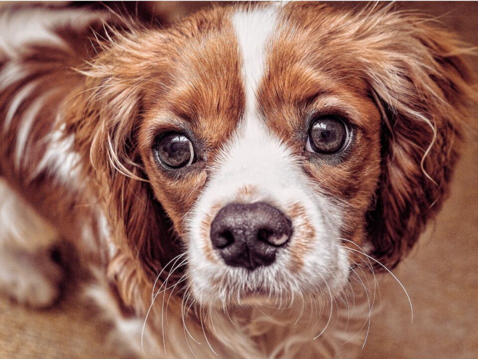 Cavalier King Charles spániel