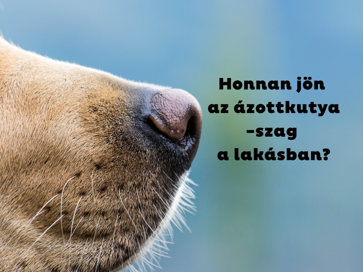 Kutya orra közeli képen