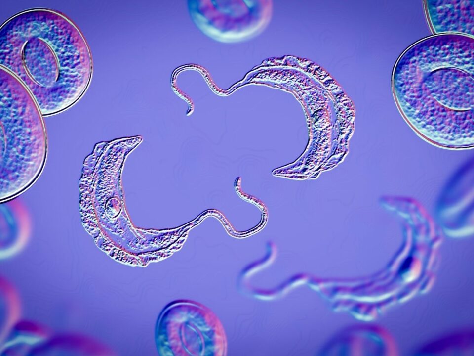 A cecelégy által terjesztett álomkór parazitája lilára festett elektronmikroszkópos képen