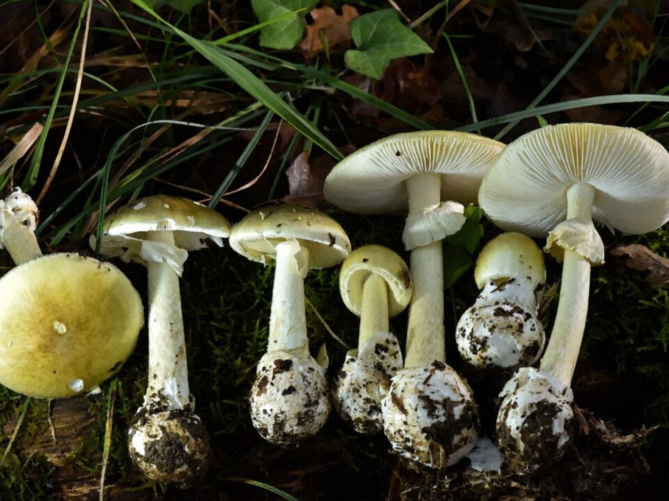 gyilkos-galoca - Nők Lapja gyilkos galóca