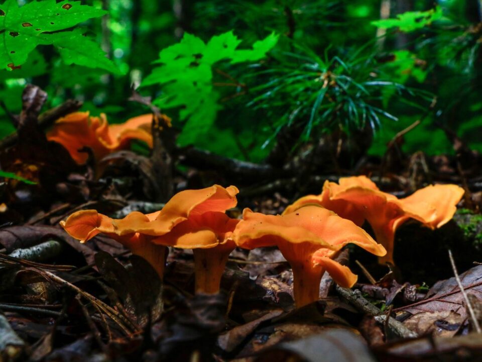vilagito-tolcsergomba - Nők Lapja világító tölcsérgomba