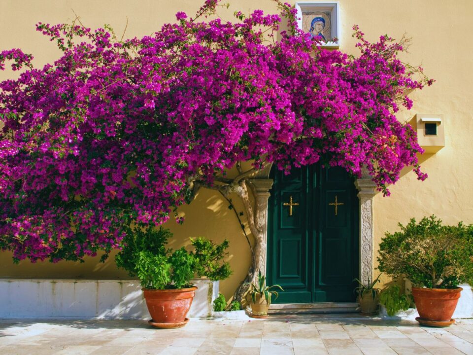 bougainvillea