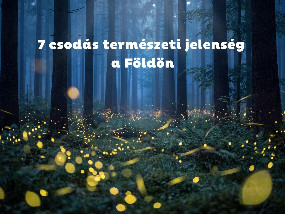 Éjszakai erdő az aljnövényzetnél szentjánosbogarak világítanak