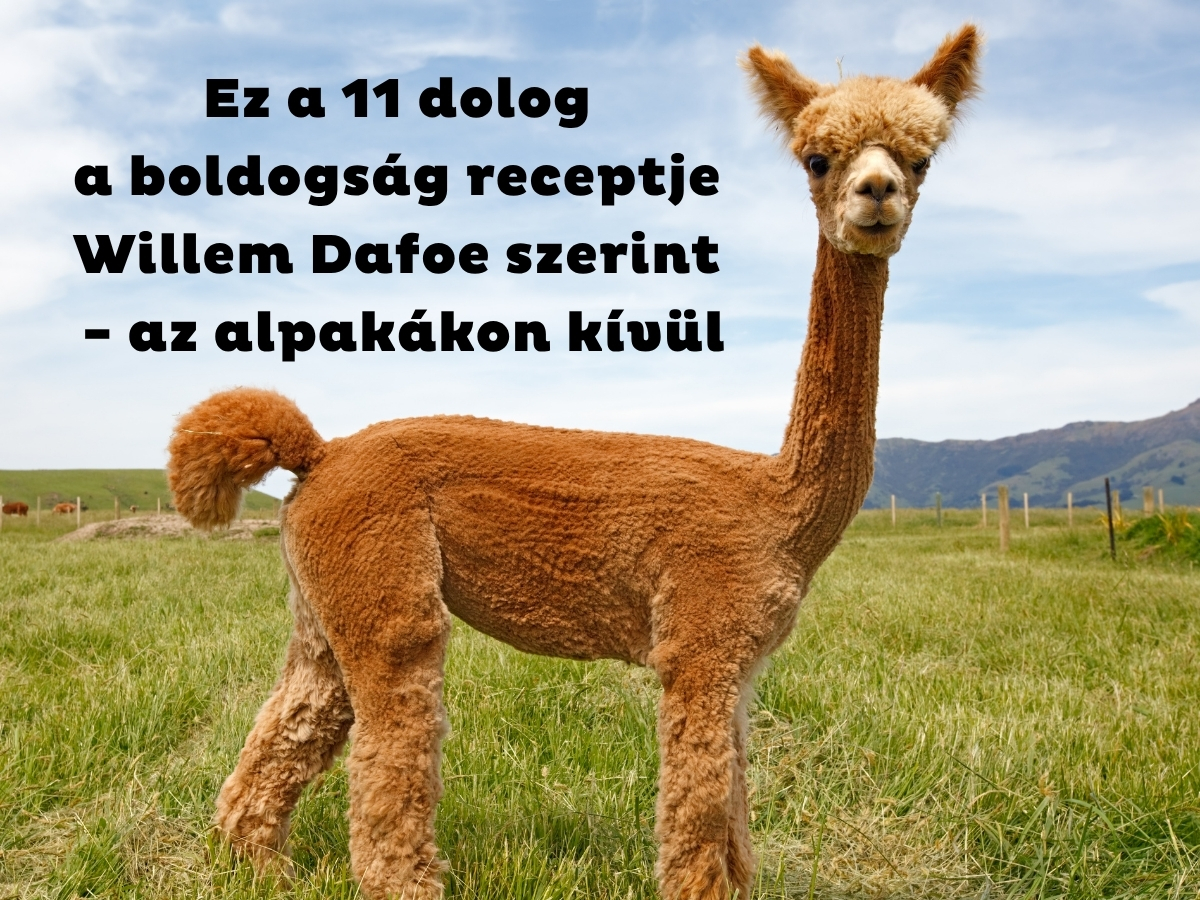 Alpaka zöld mezőn, kék égbolttal