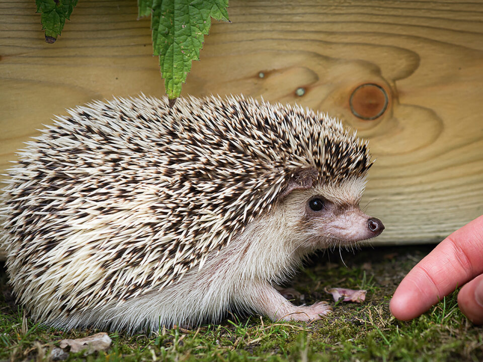 African white- bellied hedgehog - Nők Lapja