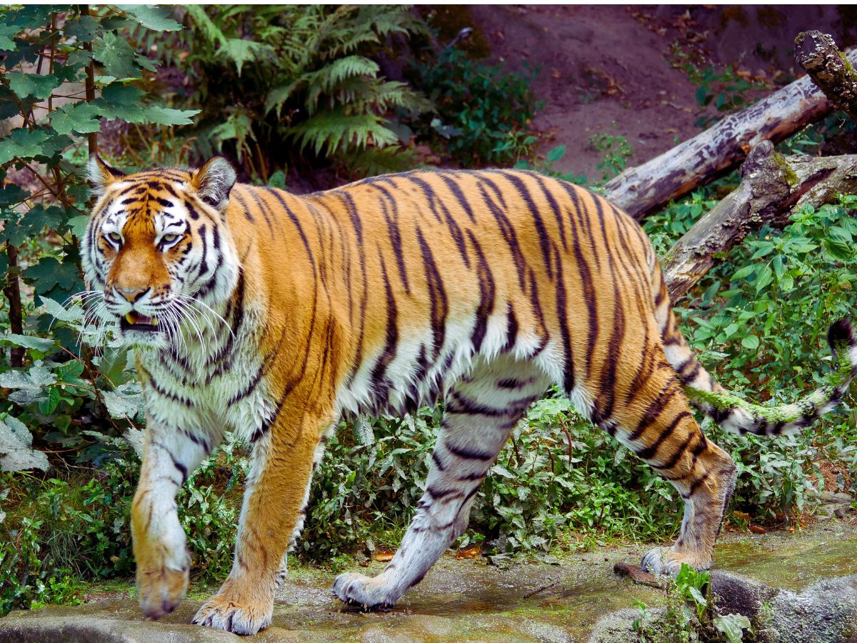 tigris