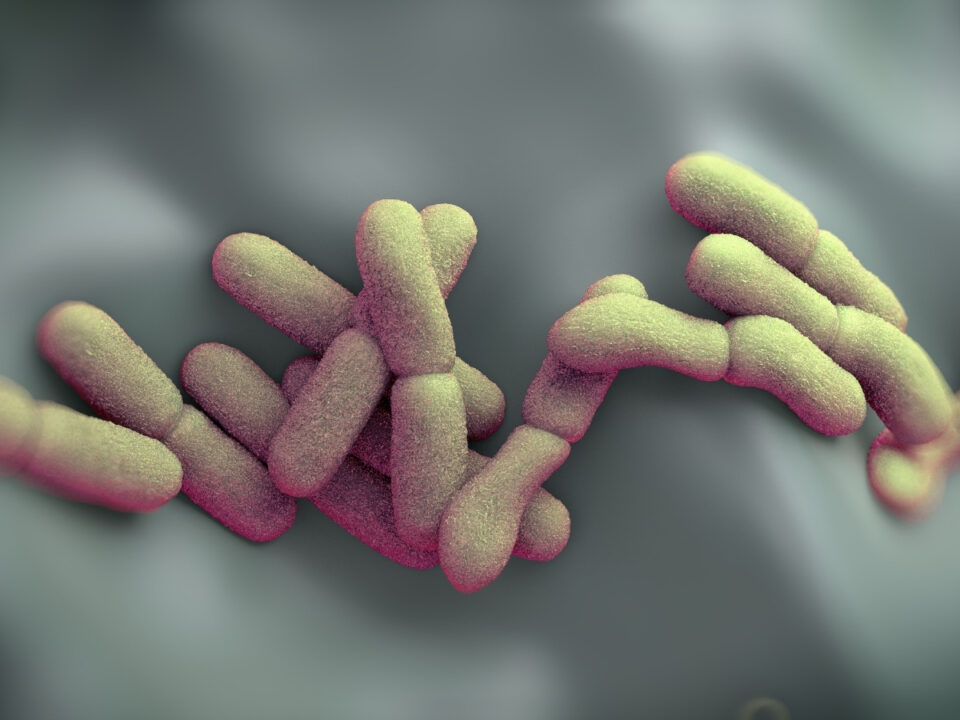 Yersinia pestis baktérium elektronmikroszkópos felvétele